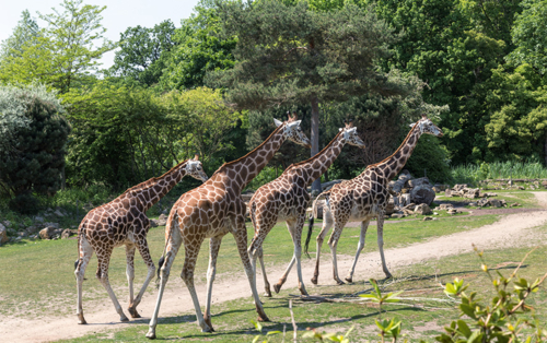 STAGE 21 - START - THOIRY